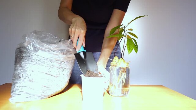 Gardener fills planter with growing medium beside jar containing multiple sprouted avocado pits. Depicts batch propagation practices, household plant production, and scalable seed-starting routines.