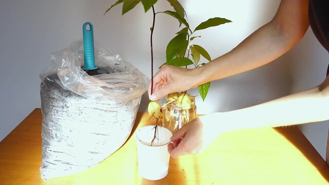 Woman positions avocado seedling inside small planter and gradually adds soil using hand trowel. Emphasizes edible houseplant cultivation, kitchen-to-garden pathways, and harvest-oriented growing.