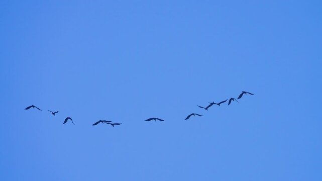A flock of tropic birds (like pelicans) flies in the blue sky. Thailand