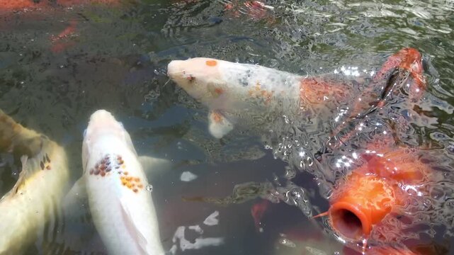 Colorful koi carp swimming and feeding in a pond
