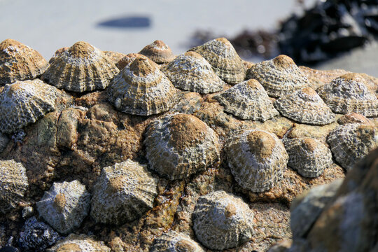 Barnacles clinging to rocks on the coast during the afternoon