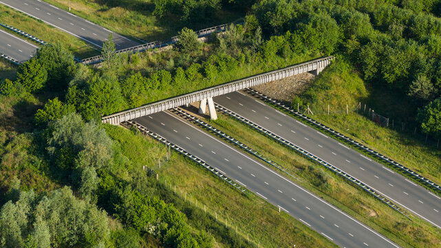 Aerial view of a modern ecoduct wildlife crossing over a multi-lane highway surrounded by lush green forest and vegetation in Venlo, Limburg, Netherlands.