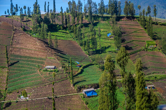 Terraced farmland in Ngadas