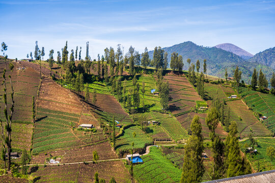 Terraced farmland in Ngadas with mountains in the background