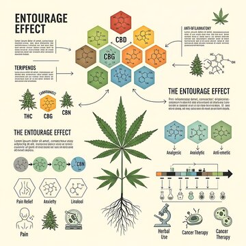 Illustrated Cannabis Entourage Effect Infographic with Cannabinoid Diagrams on Cream Background