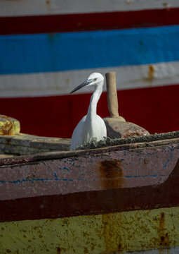 White heron on a wooden boat, Bazaruto archipelago, Bazaruto island, Mozambique
