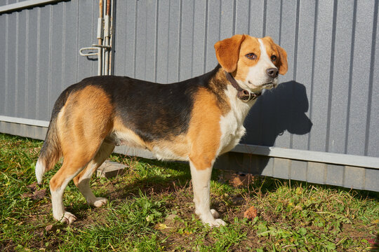 Beagle dog standing by a gray metal fence, A dog stands near a gray fence and the shadow of the animal