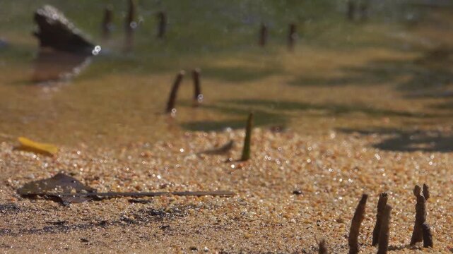 Pneumatophore (crampon) on sandy shore of mangrove forest and mudskipper. Aerial roots (respiratory function in heavily wetlands) of red mangrove trees on coast of the South China Sea. Thailand
