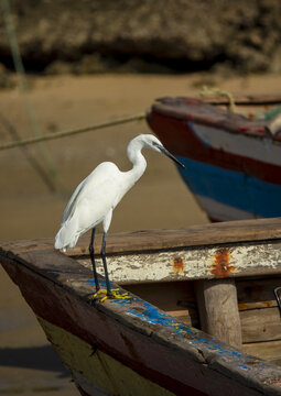 White heron on a wooden boat, Bazaruto archipelago, Bazaruto island, Mozambique
