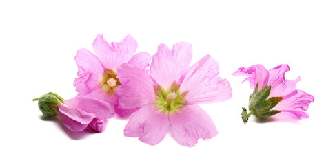 Common mallow flower, Malva sylvestris isolated on white, side view © dule964
