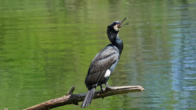 The great cormorant, Phalacrocorax carbo known as the great black cormorant across the Northern Hemisphere, the black cormorant in Australia and the black shag further south in New Zealand