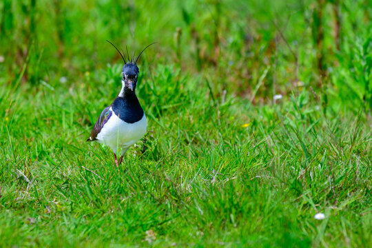 Lapwing on guard