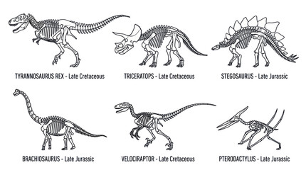 Dinosaur Skeletons Collection: Tyrannosaurus Rex, Triceratops, Stegosaurus, Brachiosaurus, Velociraptor, Pterodactylus © harjo