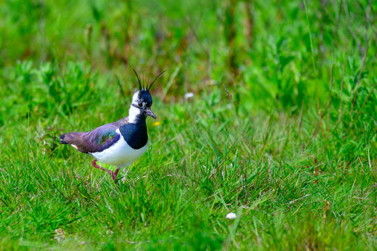 Lapwing on guard