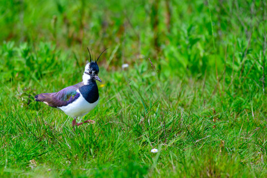 Lapwing on guard
