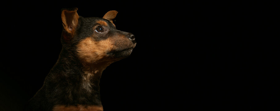 Portrait of Cute Dog on Black Background