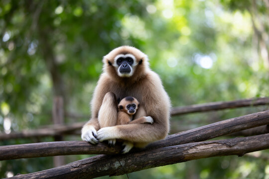 Adult gibbon monkey holding baby on tree branch in natural forest environment