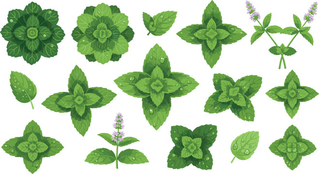 Fresh green mint leaves vector set featuring peppermint sprigs spearmint herb clusters water dew droplets and blooming purple flowers on white background