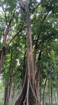 Giant Mahua Tree with Massive Buttress Roots in Radhanagar Beach Forest, Havelock Island, Andaman
