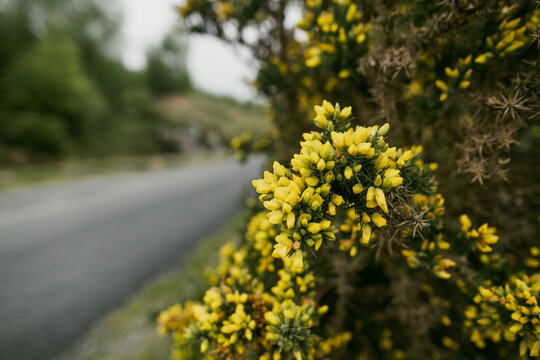 Close-up of blooming common gorse beside a quiet road in Wicklow National Park, Ireland. A spring nature image about native wild plants and seasonal countryside detail.