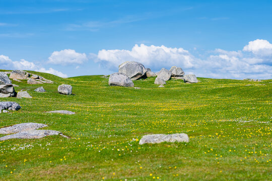 Wildflower meadow between Dogs Bay and Gurteen Bay near Roundstone, Connemara, Ireland. Yellow buttercups, green grass and limestone boulders on the Wild Atlantic Way.