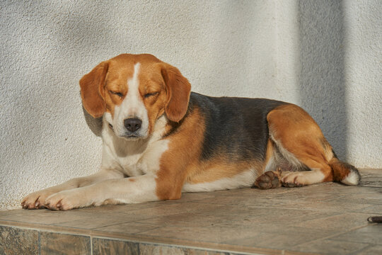 A dog sleeps near the wall of the house. A dog squints from bright sunlight, Sleeping hound dog lying down outdoors on a sunny day