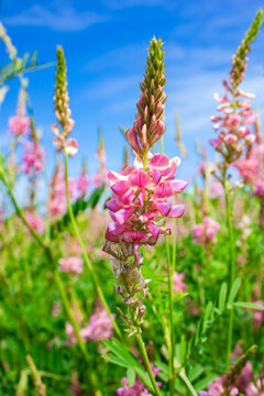 A close-up of a sainfoin flower in a field on a bright sunny day. Delicate pink flowers. Onobrychis lasitanica