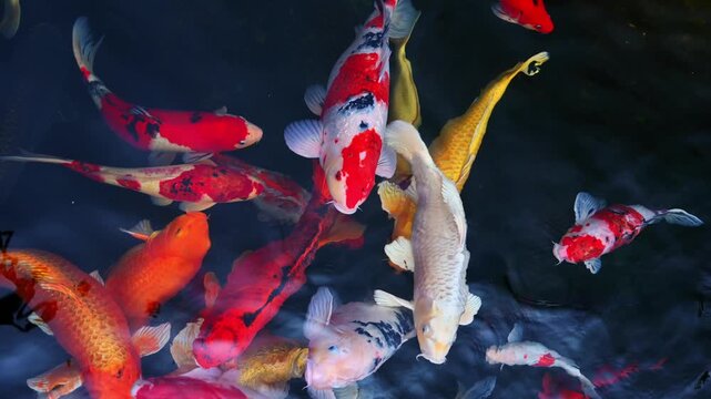 Beautiful colorful Japanese fancy carp koi fishes swim in a pond in Asia