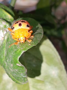 A very beautiful tree insect.  Looks super premium