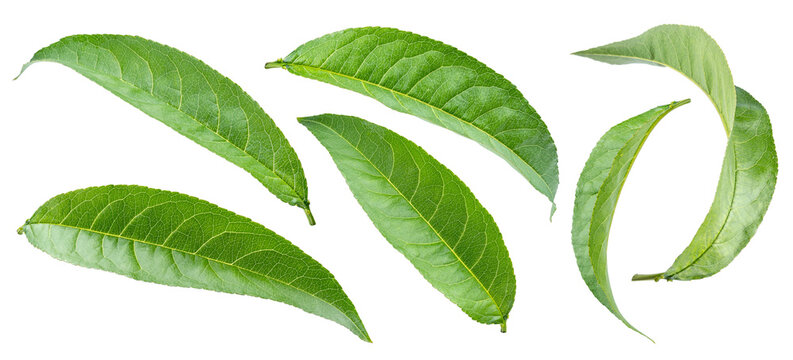 Fresh green spring peach leaves isolated on a white background. Green leaves set.