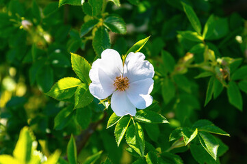 White wild rose blossom on leafy green shrub in sunlight. Rosa agrestis, Fieldbriar © bykot