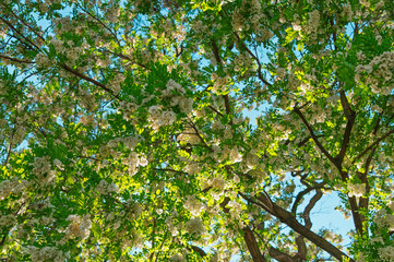 Fototapeta premium Flowering tree canopy with sunlight filtering through branches. Robinia pseudoacacia, Black locust