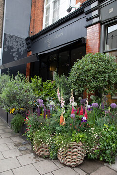 COUNTRY GARDEN  STYLE FLORAL DISPLAY ALLIUMS AND LUPINS IN GIANT WICKER BASKETS OUTSIDE JOHN FOWLER INTERIOR DESIGN STORE PIMLICO ROAD 'CHELSEA IN BLOOM ' MAY 2022 DURING CHELSEA FLOWER SHOW 