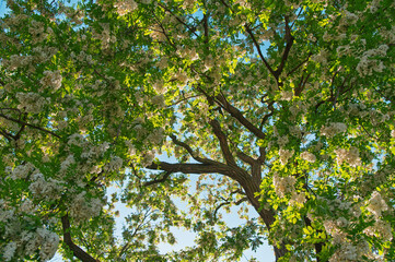 Fototapeta premium Flowering tree canopy with sunlight filtering through branches. Robinia pseudoacacia, Black locust