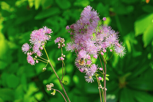 Meadow rue flowers attracting bee in green garden foliage. Thalictrum aquilegiifolium, Siberian columbine meadow-rue