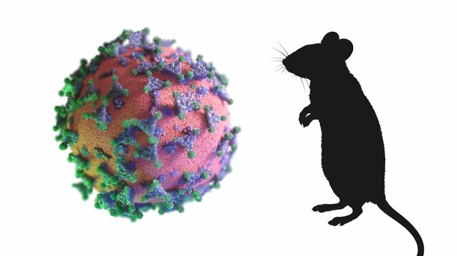 Coronavirus particle is presented alongside a mouse silhouette, symbolizing scientific research, laboratory testing, and vaccine development using animal models for various diseases