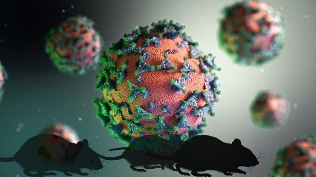 Rodents and rats potentially spreading coronavirus disease covid-19, sars-cov-2 zoonotic infection, and global pandemic concepts, illustrating viral transmission research