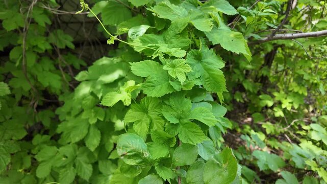 Close-up of lush green vine leaves growing wild in a summer forest. Beautiful natural foliage texture with bright sunlight and deep shadows. Fresh climbing plant branches outdoors.