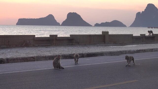 long-tailed macaque (Macaca fascicularis) on the Andaman Sea embankment at sunset and beautiful high mountains, Thailand