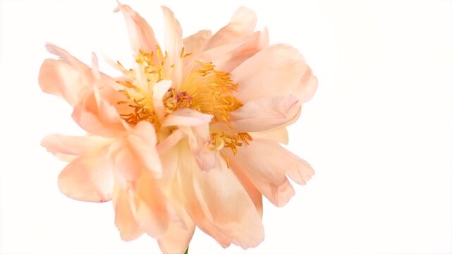 Peony flower isolated on white background. One Coral Charm peony cutout elegant design. Beautiful blooming one pastel color peony flower head, bud, close up, macro shot, stamens, petals 