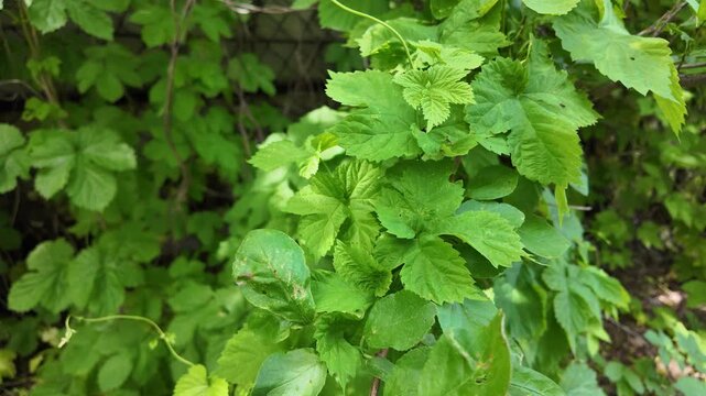 Close-up of lush green vine leaves growing wild in a summer forest. Beautiful natural foliage texture with bright sunlight and deep shadows. Fresh climbing plant branches outdoors.