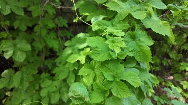 Close-up of lush green vine leaves growing wild in a summer forest. Beautiful natural foliage texture with bright sunlight and deep shadows. Fresh climbing plant branches outdoors.