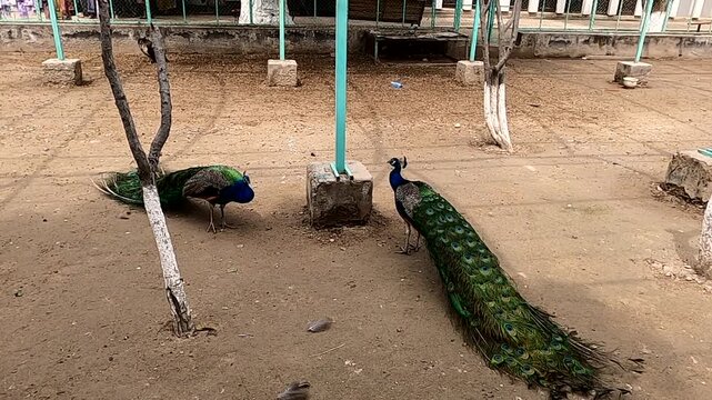 Two male peacocks foraging and standing on sandy ground in a park