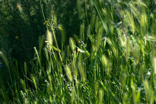 Leafes and flowers with natural blur background, green enviroment, sunlight natural, summer, summertime, foliage and plants