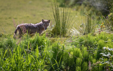 Naklejka premium Wild Coyote hunting in grassland habitat in North America on a sunny day