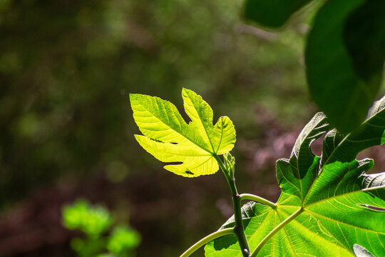 Leafes and flowers with natural blur background, green enviroment, sunlight natural, summer, summertime, foliage and plants