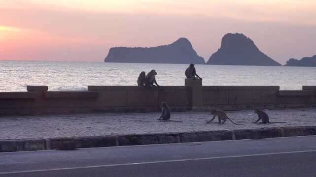 long-tailed macaque (Macaca fascicularis) on the Andaman Sea embankment at sunset and beautiful high mountains, Thailand