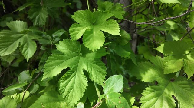 Close-up of lush green vine leaves growing wild in a summer forest. Beautiful natural foliage texture with bright sunlight and deep shadows. Fresh climbing plant branches outdoors.