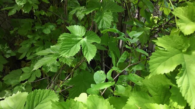 Close-up of lush green vine leaves growing wild in a summer forest. Beautiful natural foliage texture with bright sunlight and deep shadows. Fresh climbing plant branches outdoors.