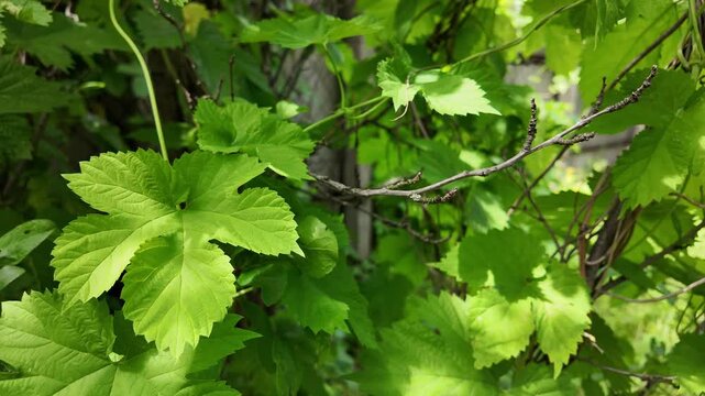 Close-up of lush green vine leaves growing wild in a summer forest. Beautiful natural foliage texture with bright sunlight and deep shadows. Fresh climbing plant branches outdoors.